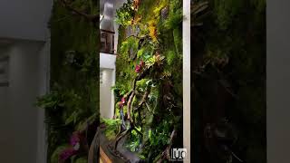 Wall paludarium terrarium paludarium shorts [upl. by Adnalro850]