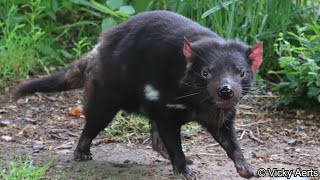 Tasmanian Devil Enclosure  Zoo Copenhagen [upl. by Leehar]