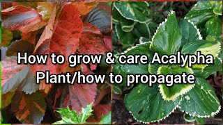 How to Grow and Care Acalypha Plant How to Grow Acalypha by Cutting Easy Propagation of Acalypha [upl. by Adnahsal]