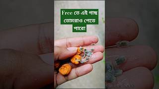 Free তে পেয়ে যাও Passion Flowerplanthunt budget passionflower freeplant easyplanter gardening [upl. by Anailli]