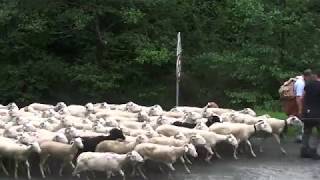 transhumance Ariège [upl. by Vania]