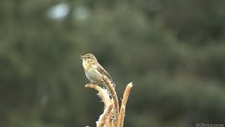 Piecuszek  Willow warbler Phylloscopus trochilus [upl. by Johansen]