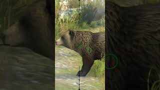 Bow 🏹 hunting 🐻 Bear huntingclash viralvideo trending hunting [upl. by Novello]