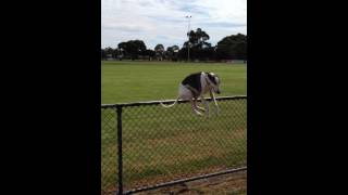 Whippet jumping fence [upl. by Caryl482]