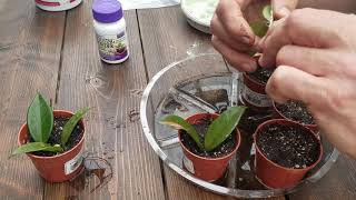 How To Propagate a Hoya The Plant Farm® [upl. by Lainey899]