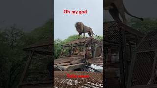 Lyon an ap gade janl ka pran toutis yo duet haiti haitian haitianamerican animals lion sad [upl. by Lucas483]