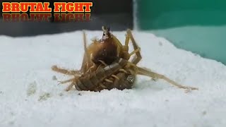 CAMEL SPIDER VS CENTIPEDE [upl. by Auqeenahs93]