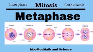 Metaphase Mitotic Stages [upl. by Rici]