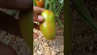 Así se ven los tomates con deficiencia de potasio huerta tomate potasio [upl. by Cuthburt]