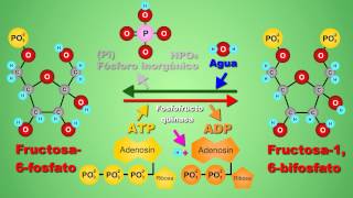 Metabolismo de la glucosa  video animado [upl. by Oba]