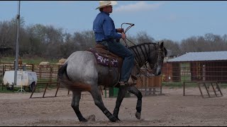 quotDayzee O Dualquot  222 Triple Deuce Equine LLC  Video 1 of 2 [upl. by Saffren235]