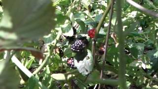 Florida Food Forest Garden  Permaculture [upl. by Alilad]