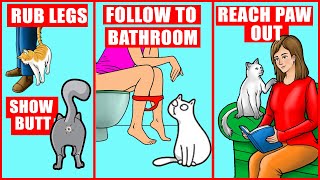 10 Odd Cat Behaviors Explained [upl. by Etnoval780]