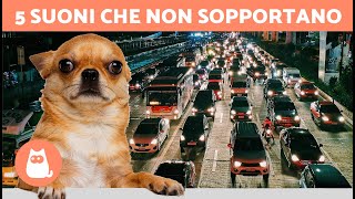 I 5 SUONI che i CANI ODIANO di più 🐶🔊❌ Non li sopportano [upl. by Averill]