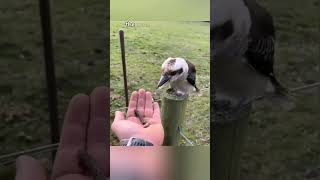 Bird Rescue Leads to New Friendship [upl. by Nongim]