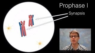 Phases of Meiosis [upl. by Kellie624]