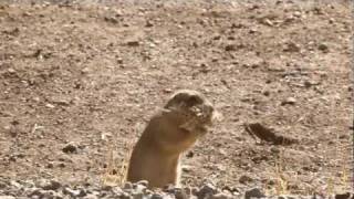 Prairie Dogs Americas Meerkats  Conservation [upl. by Enner115]