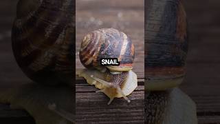 shorts didyouknow snails are hermaphrodites 🐌🐌🐌 [upl. by Elspeth]