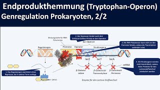 TryptophanOperon Endprodukthemmung am Beispiel trpOperon  Genregulation Prokaryoten 22 [upl. by Aikim]