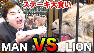 【大食い】ライオンvs人間（フィッシャーズ）で戦ったら肉を多く食べられるのはどっち！？ [upl. by Uziel822]