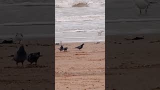 Pigeons sanderlings and black headed gull [upl. by Victor]