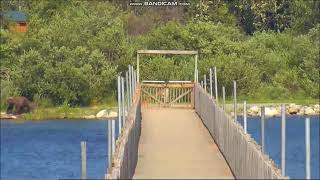 Bear sub adult 831 Salt  504 emancipated cub LR Brooks Falls Katmai 20180812 [upl. by Sikras924]