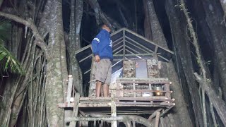 3 Hari camping Di pohon beringin  membangun tempat berlindung dari kulit kayu [upl. by Wiltsey]