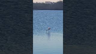 flamingo spain [upl. by Ditter]