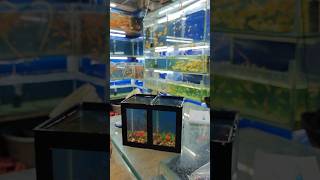 Betta fish Aquarium [upl. by Enia625]