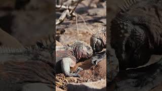 Territorial Iguanas  Galápagos Islands  Lindblad Expeditions [upl. by Eednak]