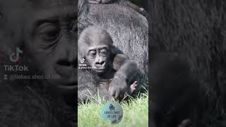 Makongo will make you smile ♥️ gorilla zoo animals cute [upl. by Eidarb]