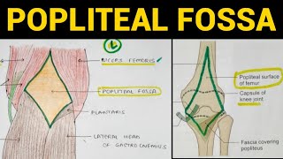 Popliteal Fossa Anatomy  Lower Limb [upl. by Thurlow]