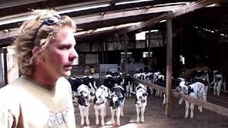 Calf Feeder CF150  DeLaval Automated Milking Solutions  DeLaval [upl. by Anire]