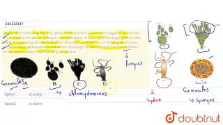 Study the following figures select the correct statement regarding theseAA shows mode of asex [upl. by Ykciv]