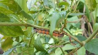 Spilosoma obliquaJute hairy caterpillar Bihar hairy caterpillar [upl. by Zachary668]