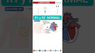 s1 and s2 heart sound  PRIMER Y SEGUNDO RUIDO CARDIACO  SEMIOLOGÍA FÁCIL Auscultación Cardíaca [upl. by Notnil]