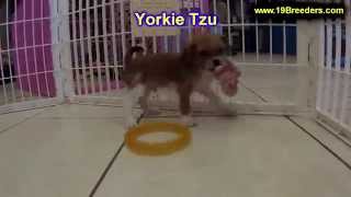 Yorkie Tzu Puppies Dogs For Sale In Virginia Beach Virginia VA 19Breeders Chesapeake [upl. by Vergne]