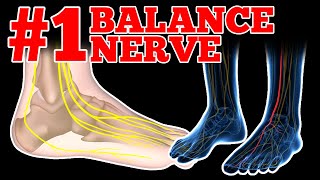 What is the Deep Peroneal Nerve DPN and Does it Affect Your Balance [upl. by Iarahs]