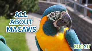 All About Macaws [upl. by Alaikim902]