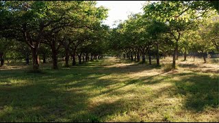 Rancho de los Corralitos  Corralitos CA [upl. by Heisel]