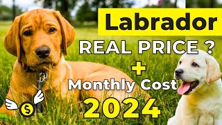 Labrador Dog Price in India 2024  Labrador Price and Monthly Expenses [upl. by Lerrej]