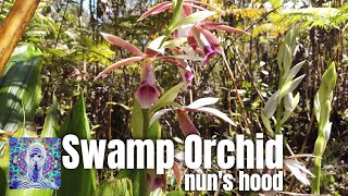 Swamp Orchid  Nuns Hood  Phaius Tankervilleae [upl. by Nats]