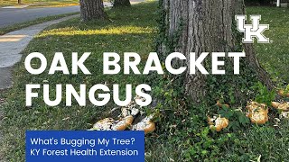 Oak bracket fungus video [upl. by Oys]