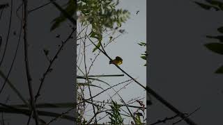 Blackheaded weaver Bird NATURE WEILDLIFE ANIMALS SONYA6700 4K SIGMA SIGMA600MM [upl. by Iruj309]