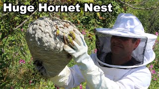 Why You Should Never Approach A Hornet Nest  Whats Inside An Active Colony Mousetrap Monday [upl. by Eerehc354]