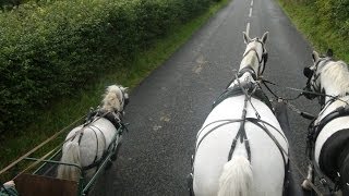 Carriage driving in company  training a pair of horses and a shetland [upl. by Dihsar735]