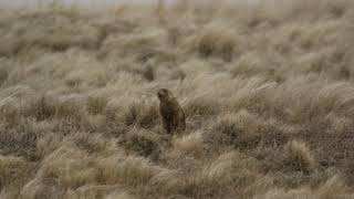 Prairie Dog Mating Call [upl. by Lattie]