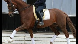 SOLD wwwsporthorsesonlinecom 2006 Hanoverian dressage mare 162 hh [upl. by Kleon537]