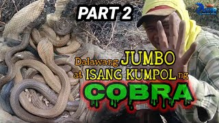 PART 2  Dalawang Jumbo at isang kumpol ng COBRA huli kay zuma  zuma haring ahas [upl. by Euqirne112]