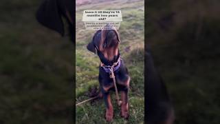 DOG TRAINING what’s the best age to start [upl. by Anauqat]